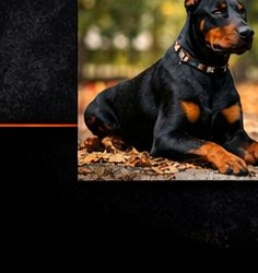 Доберман в движении